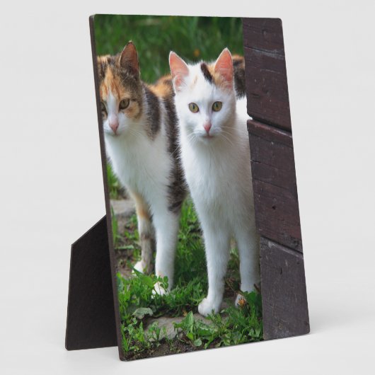 Katzen spielen fotoplatte (Seite)