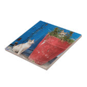 Katzen spielen herum, Rabat, Marokko Fliese (Seite)