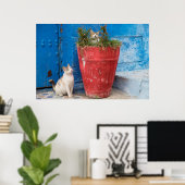 Katzen spielen herum, Rabat, Marokko Poster (Heimbüro)