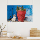 Katzen spielen herum, Rabat, Marokko Poster (Küche)