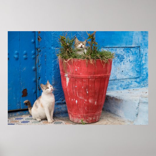 Katzen spielen herum, Rabat, Marokko Poster (Vorne)