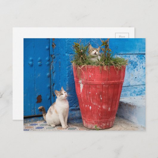 Katzen spielen herum, Rabat, Marokko Postkarte (Vorne/Hinten)