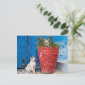 Katzen spielen herum, Rabat, Marokko Postkarte (Stehend Vorderseite)