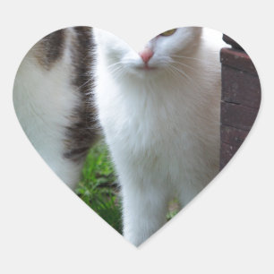 Katzen spielen Herz-Aufkleber