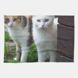 Katzen spielen küchentuch