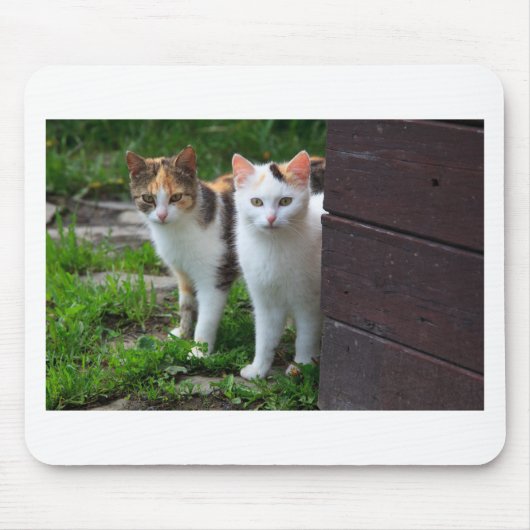 Katzen spielen mousepad (Vorne)