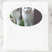 Katzen spielen ovaler aufkleber (Tasche)