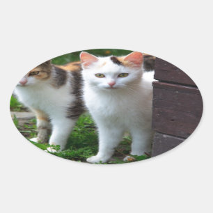 Katzen spielen ovaler aufkleber