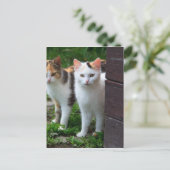 Katzen spielen postkarte (Stehend Vorderseite)