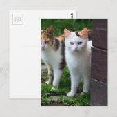 Katzen spielen postkarte (Vorne/Hinten)