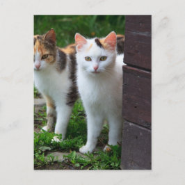 Katzen spielen postkarte