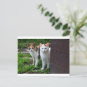 Katzen spielen postkarte (Stehend Vorderseite)