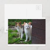 Katzen spielen postkarte (Vorne/Hinten)