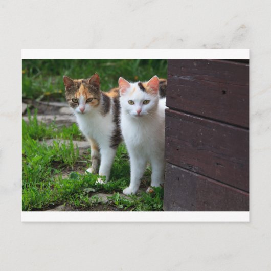 Katzen spielen postkarte (Vorderseite)