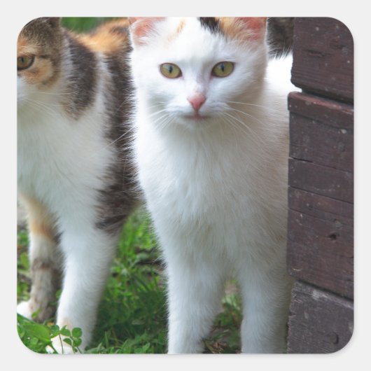 Katzen spielen quadratischer aufkleber (Vorderseite)