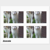 Katzen spielen rechteckiger aufkleber (Blatt)