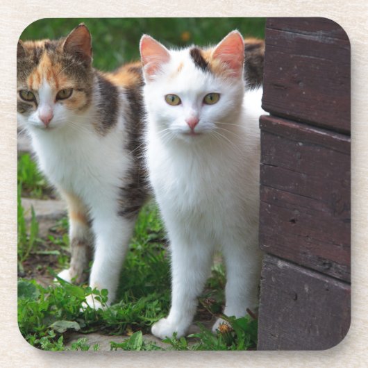 Katzen spielen untersetzer (Vorderseite)