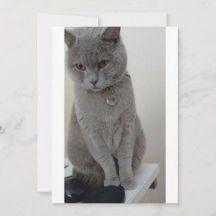 Katzen-Test Einladung
