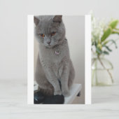 Katzen-Test Einladung (Stehend Vorderseite)