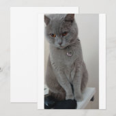 Katzen-Test Einladung (Vorne/Hinten)