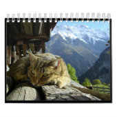 Katzen tragen 2012 ein kalender (Titelbild)