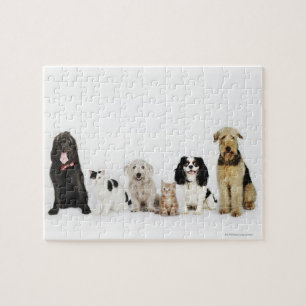 Katzen u. Hunde Puzzle
