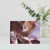 Katzen- und Ballett-Slippers Postkarte (Stehend Vorderseite)