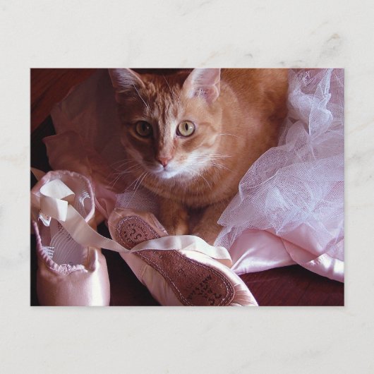 Katzen- und Ballett-Slippers Postkarte (Vorderseite)