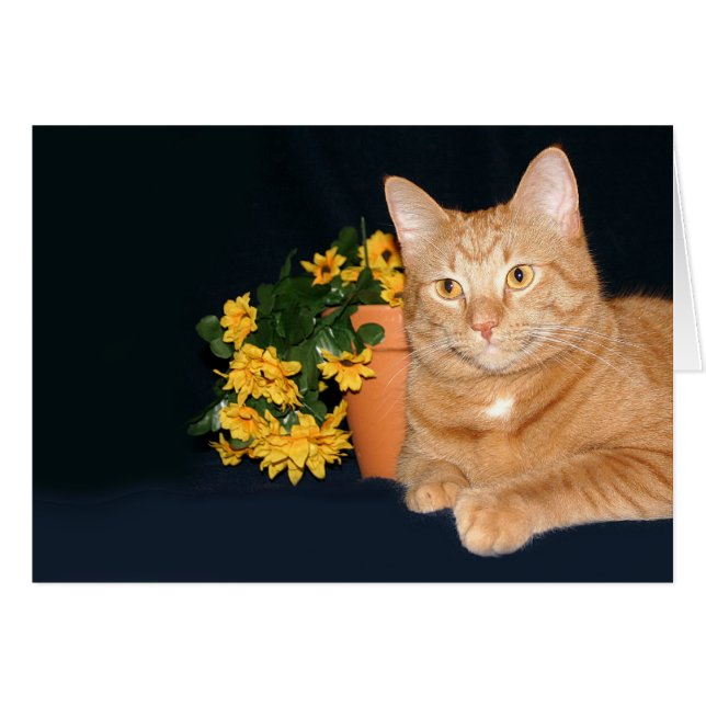 Katzen und Blume (Vorderseite (Horizontal))