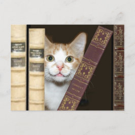 Katzen und Bücher Postkarte