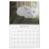 Katzen- und Dogenkalender 2016 Kalender (Feb 2027)