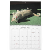 Katzen- und Dogenkalender 2016 Kalender (Jan 2027)
