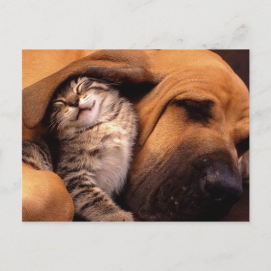 Katzen und Hunde Postkarte (Vorderseite)