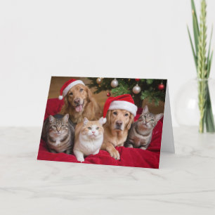 Katzen und Hunde Weihnachtskarte Karte