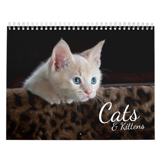 Katzen und Kätzchen Foto Kalender (Titelbild)