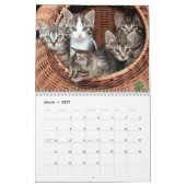 Katzen und Kätzchen Foto Kalender (Mär 2027)