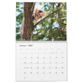 Katzen und Kätzchen Foto Kalender (Jan 2027)