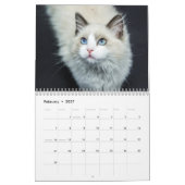 Katzen und Kätzchen Foto Kalender (Feb 2027)