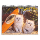Katzen und Kätzchenkalender 2019 Kalender (Titelbild)