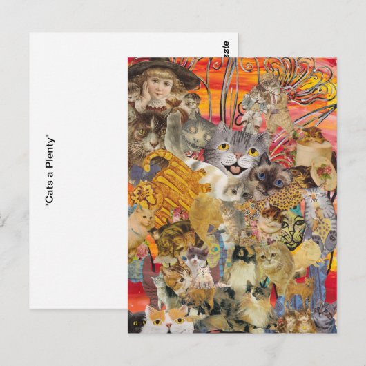 Katzen und viele Postkarten (Vorne/Hinten)