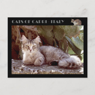 Katzen von Capri - Italien Postkarte
