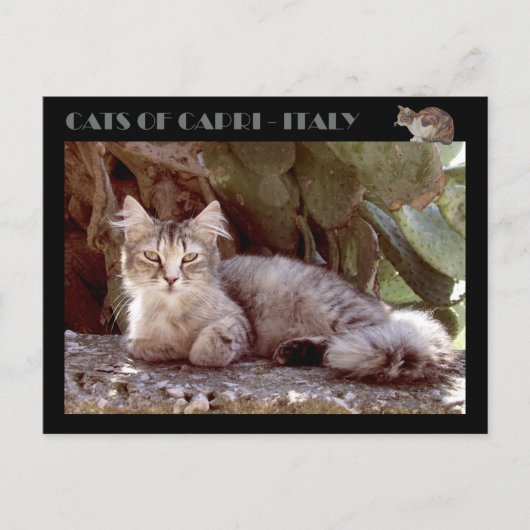 Katzen von Capri - Italien Postkarte (Vorderseite)