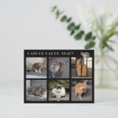 Katzen von Capri - Italien Postkarte (Stehend Vorderseite)