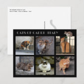 Katzen von Capri - Italien Postkarte (Vorne/Hinten)