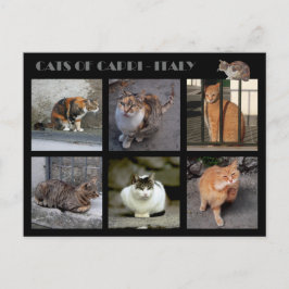Katzen von Capri - Italien Postkarte
