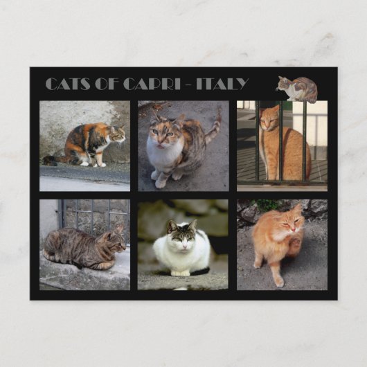 Katzen von Capri - Italien Postkarte (Vorderseite)