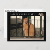 Katzen von Capri, Rotorange-Tabbierkatze - Italien Postkarte (Vorne/Hinten)