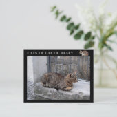 Katzen von Capri, Tabby Katze - Italien Postkarte (Stehend Vorderseite)