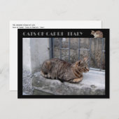 Katzen von Capri, Tabby Katze - Italien Postkarte (Vorne/Hinten)
