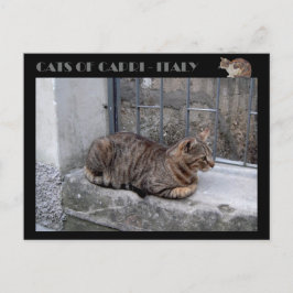 Katzen von Capri, Tabby Katze - Italien Postkarte